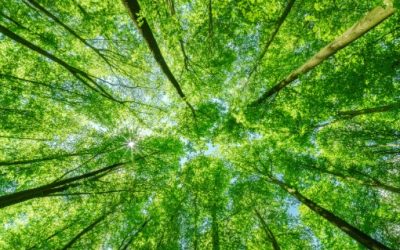 Sozialökologische Transformation